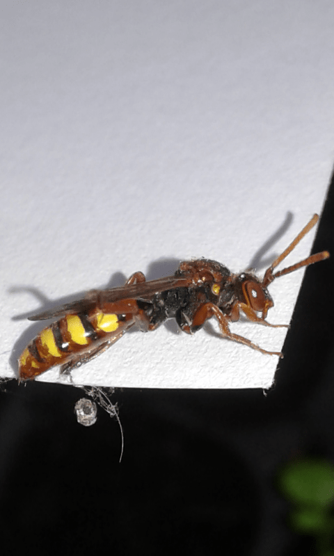 Nomada sp.?  S !